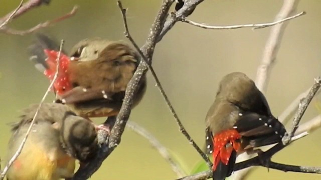 Bengalí Rojo (flavidiventris) - ML201631481