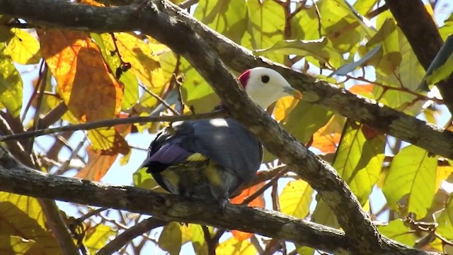 Red-naped Fruit-Dove - ML201631571