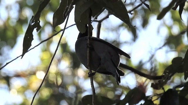 Pale-shouldered Cicadabird - ML201631591