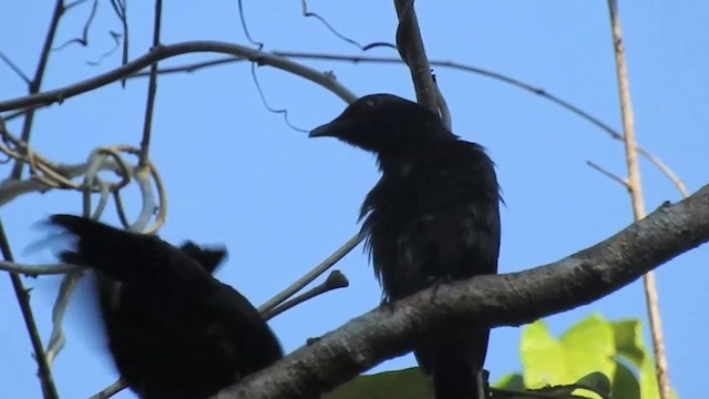  - Short-tailed Starling