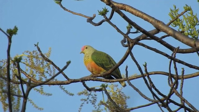 Rose-crowned Fruit-Dove - ML201631871