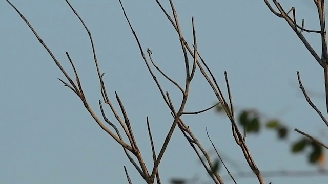holub timorský - ML201631901