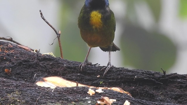 Moss-backed Tanager - ML201632091
