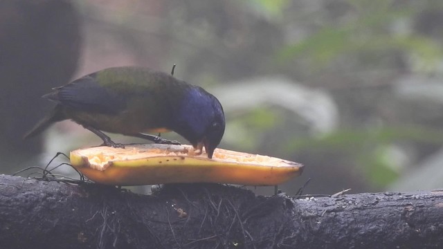 Moss-backed Tanager - ML201632101