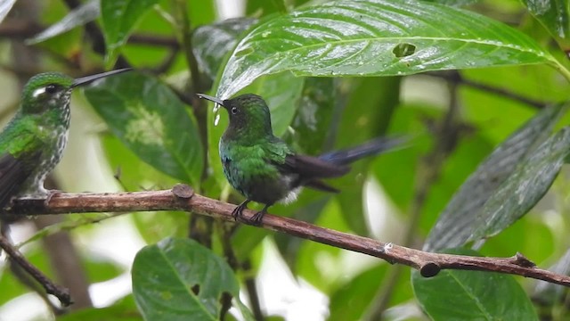 kolibřík trnoocasý - ML201632141