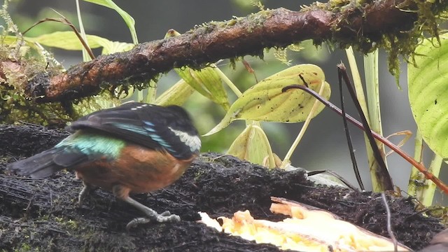 Flame-faced Tanager (Yellow-faced) - ML201632171