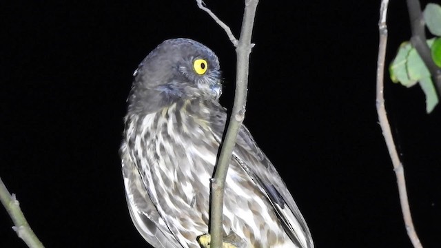 褐鷹鴞 - ML201632241
