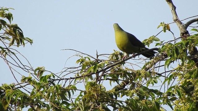 Whistling Green-Pigeon (Ryukyu) - ML201632391