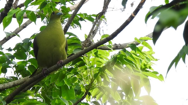 Тайваньский зелёный голубь (permagnus/medioximus) - ML201632401