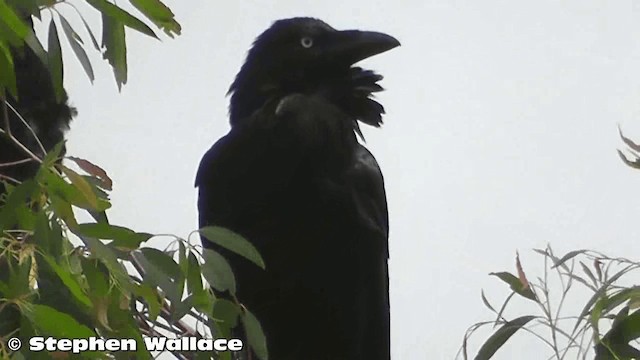 Australian Raven - ML201633151