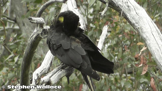 Yellow-tailed Black-Cockatoo - ML201633221