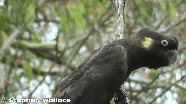 Yellow-tailed Black-Cockatoo - ML201633231