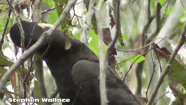 Yellow-tailed Black-Cockatoo - ML201633241