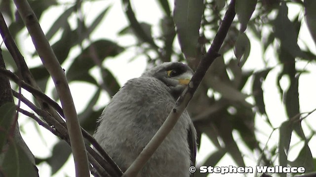  - Noisy Miner
