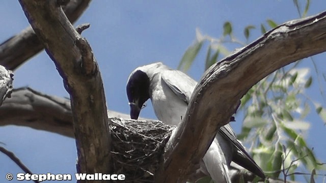 Black-faced Cuckooshrike - ML201633261