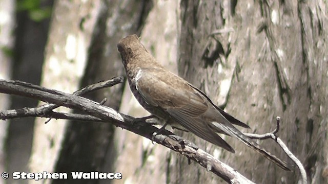 Fan-tailed Cuckoo - ML201633381