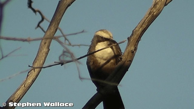 Gray-crowned Babbler - ML201633401