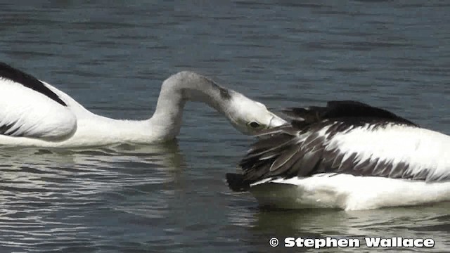 pelikán australský - ML201633461
