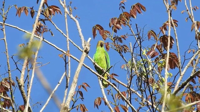 Red-cheeked Parrot - ML201633571