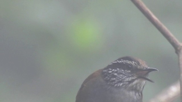 Gray-breasted Wood-Wren (Choco) - ML201634061