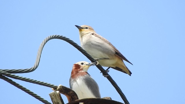  - Chestnut-cheeked Starling