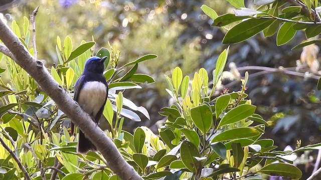 Blue-and-white Flycatcher - ML201634341