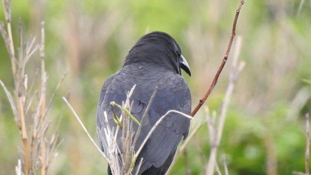 Large-billed Crow (Large-billed) - ML201634501
