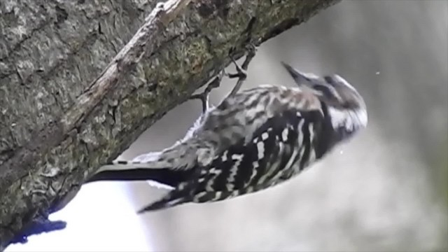 Japanese Pygmy Woodpecker - ML201634521