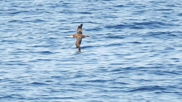 Albatros à pieds noirs - ML201634531