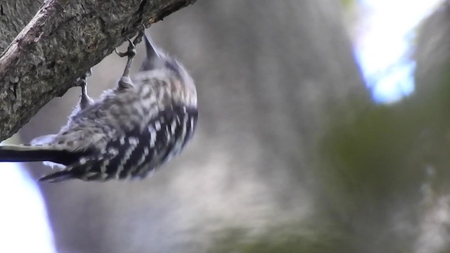 Japanese Pygmy Woodpecker - ML201634541