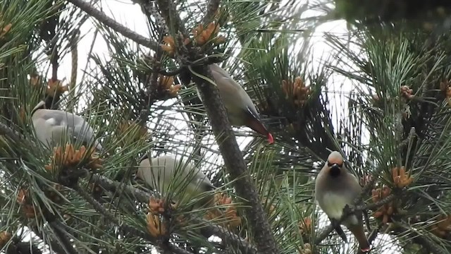 Japanese Waxwing - ML201634601