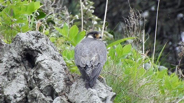 Peregrine Falcon (Eurasian) - ML201634641