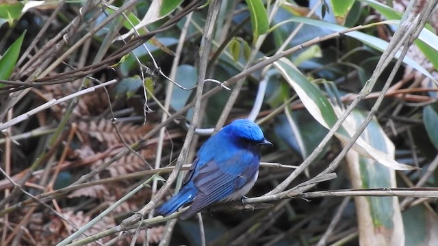 Blue-and-white Flycatcher - ML201634691