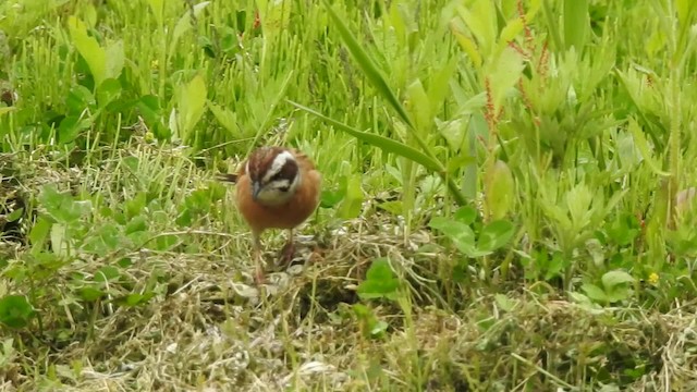  - Meadow Bunting