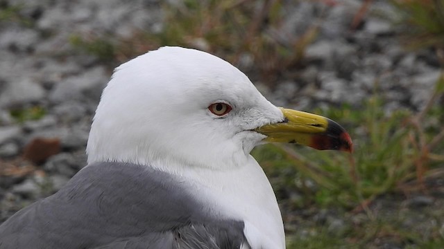  - Black-tailed Gull