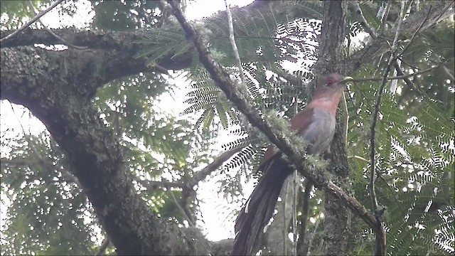 Squirrel Cuckoo - ML201635401