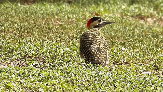 Green-barred Woodpecker (Golden-breasted) - ML201635421