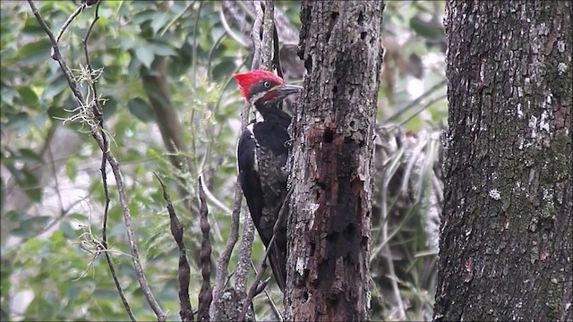 Lineated Woodpecker (Lineated) - ML201635481