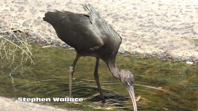 ibis hnědý - ML201635801