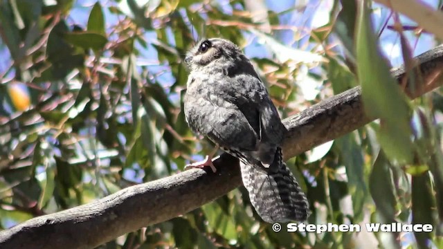 Australian Owlet-nightjar - ML201635901