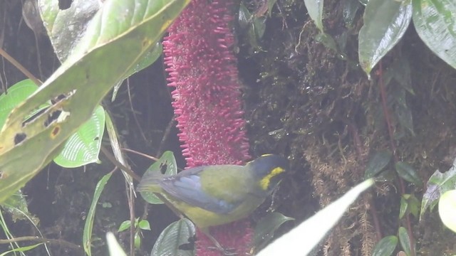 Gold-ringed Tanager - ML201636021