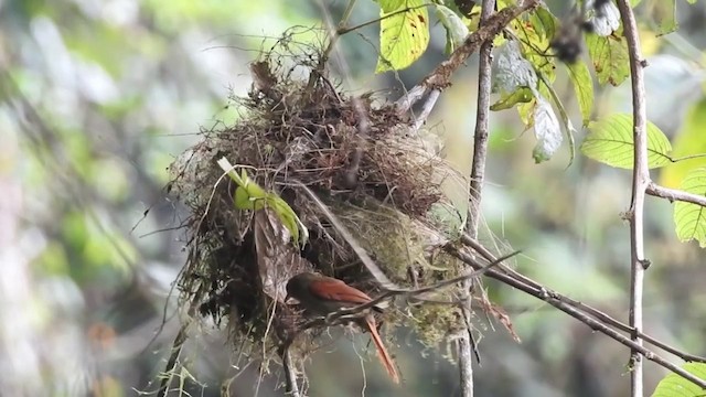 Red-faced Spinetail - ML201636041