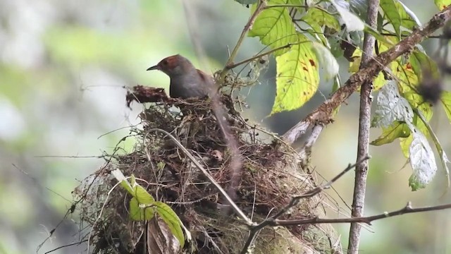Red-faced Spinetail - ML201636051