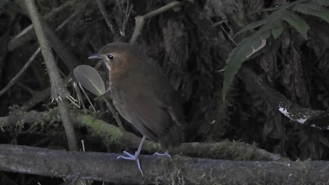 Brown-banded Antpitta - ML201636131