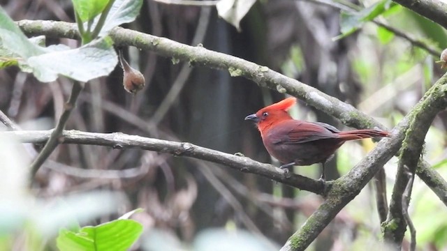 Crested Ant-Tanager - ML201636171