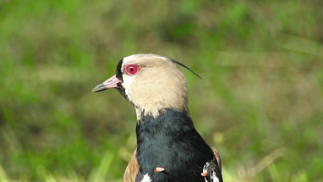 Чайка чилійська (підвид cayennensis) - ML201636221