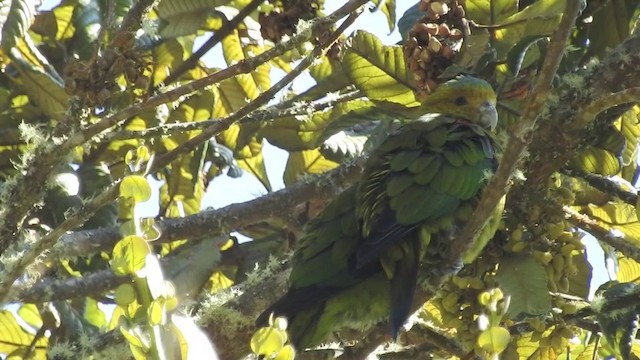 Indigo-winged Parrot - ML201636271