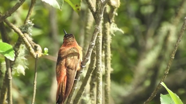 kolibřík duhovohřbetý - ML201636391