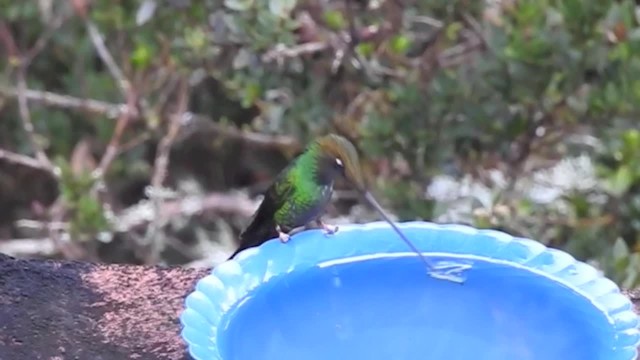 Sword-billed Hummingbird - ML201636421