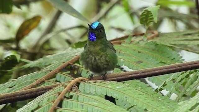 Violet-tailed Sylph - ML201636441